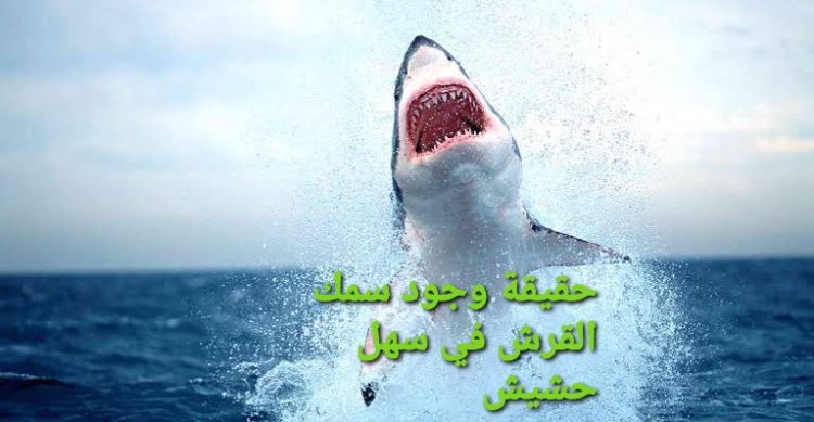القرش