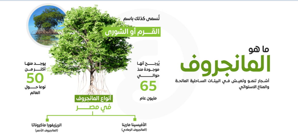 مانجروف