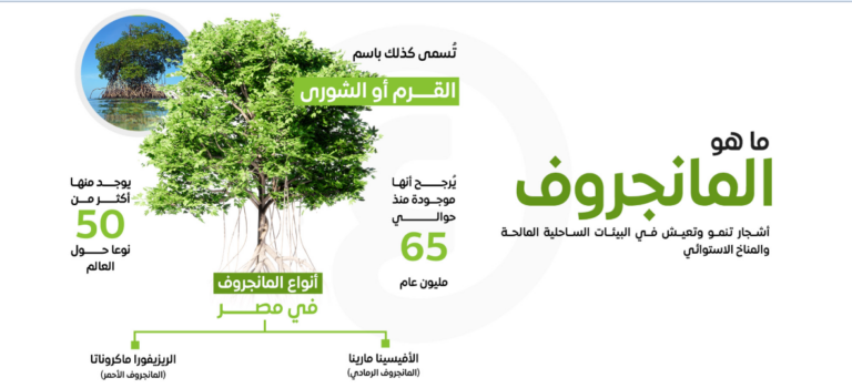 مانجروف